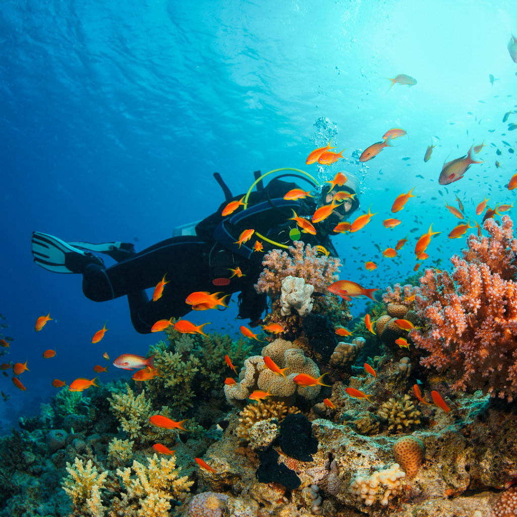 Snorkeling and Diving in Seychelles: Exploring the Coral Reefs and ...